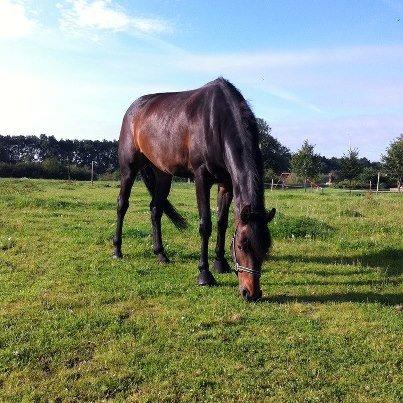 Dansk Varmblod Lunderup's Larina RDH billede 10