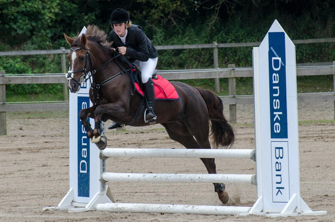 New Forest Valkenhoeve's Zoë - Stævne på ØRK d. 9/9-12 billede 2