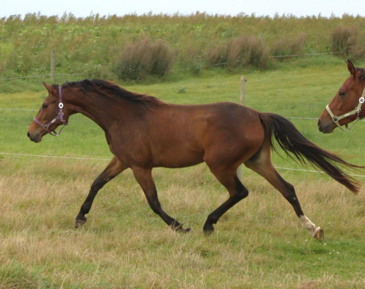 Dansk Varmblod Alby's Cocio billede 11