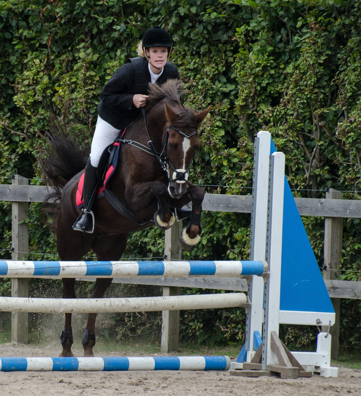 New Forest Valkenhoeve's Zoë - Stævne på ØRK d. 9/9-12 billede 4