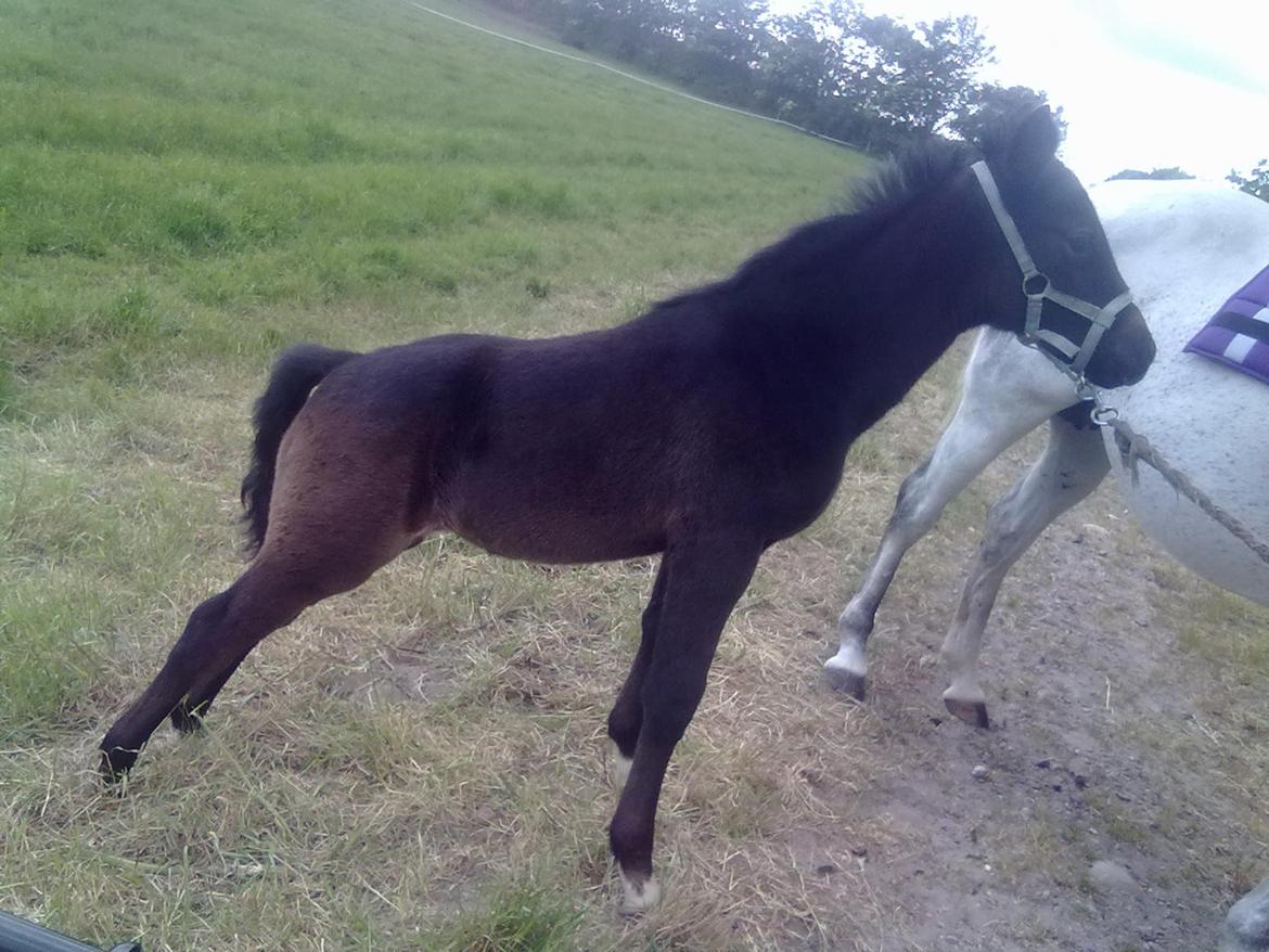 Anden særlig race Bjerregårds Eveline - Præmiestilling! :P billede 20