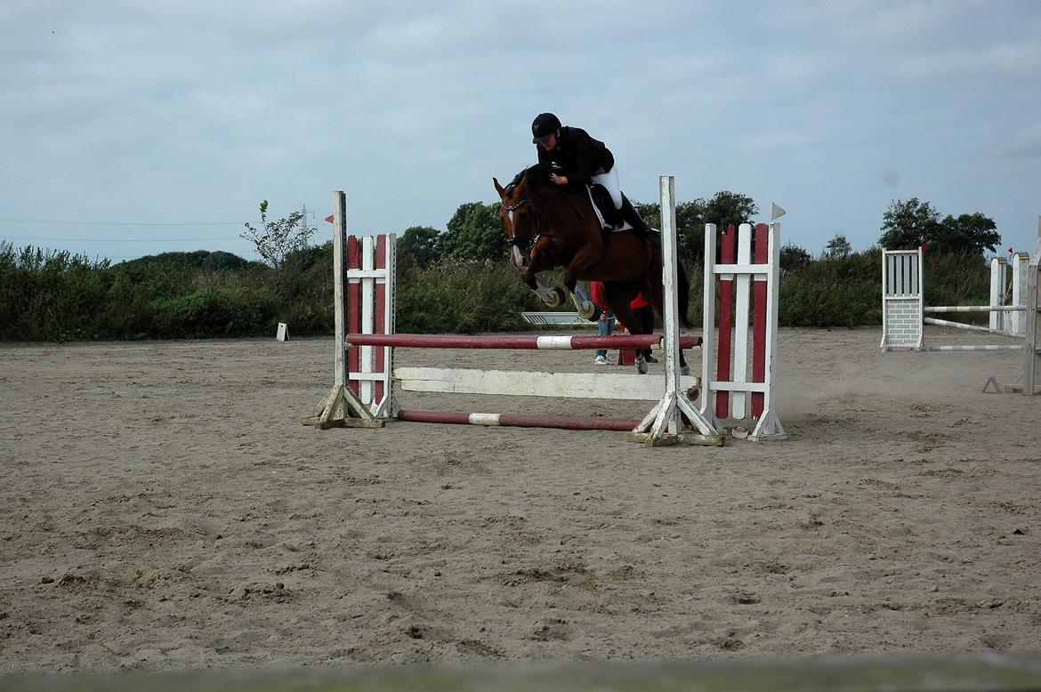 Anden særlig race freeman (fimse/gustav) - Brundumdam billede 11