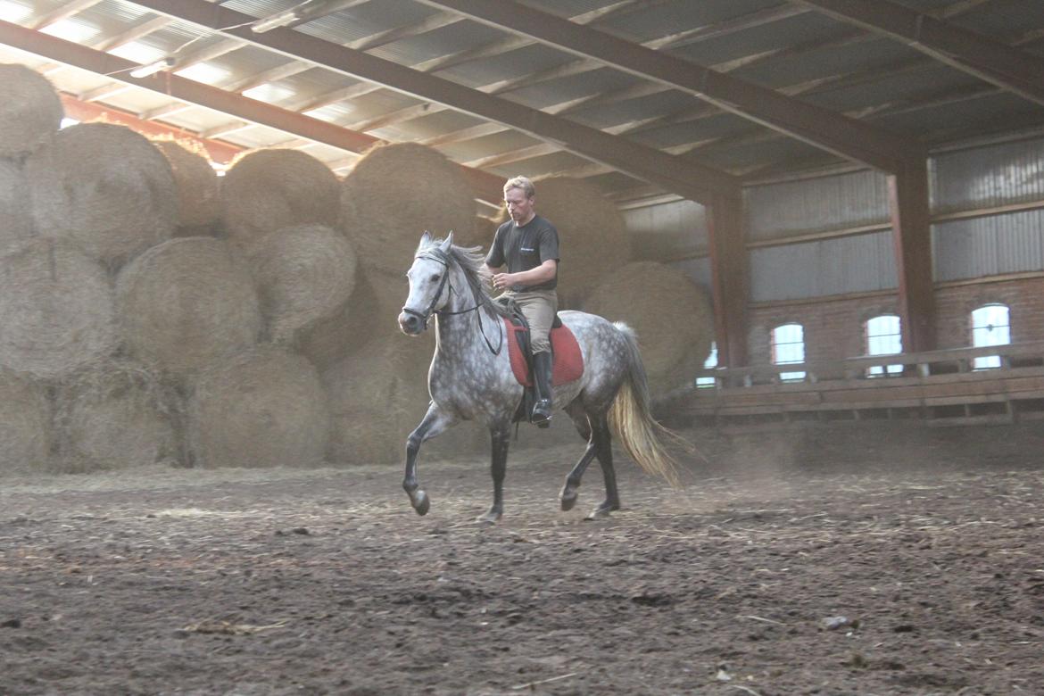 Arabisk fuldblod (OX) Milton - Berider/rodeo Johnny arbejder sammen med Milton før jeg skal sætte sig op på ham. billede 6