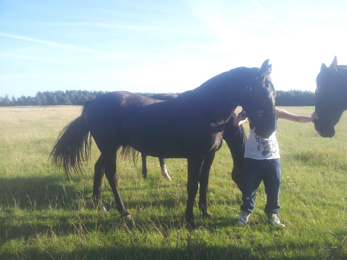 Oldenborg Lille bror ( Diablo) billede 5