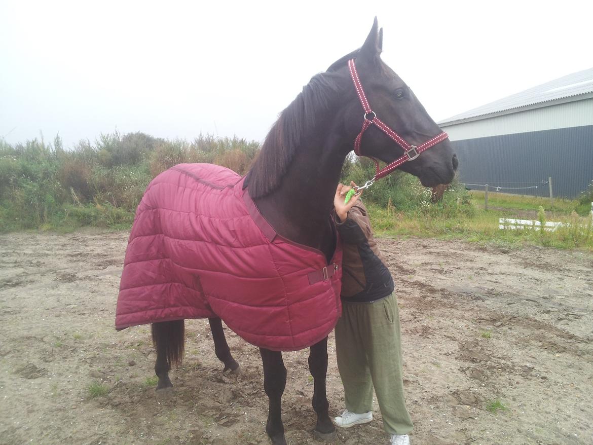 Oldenborg Lille bror ( Diablo) billede 1