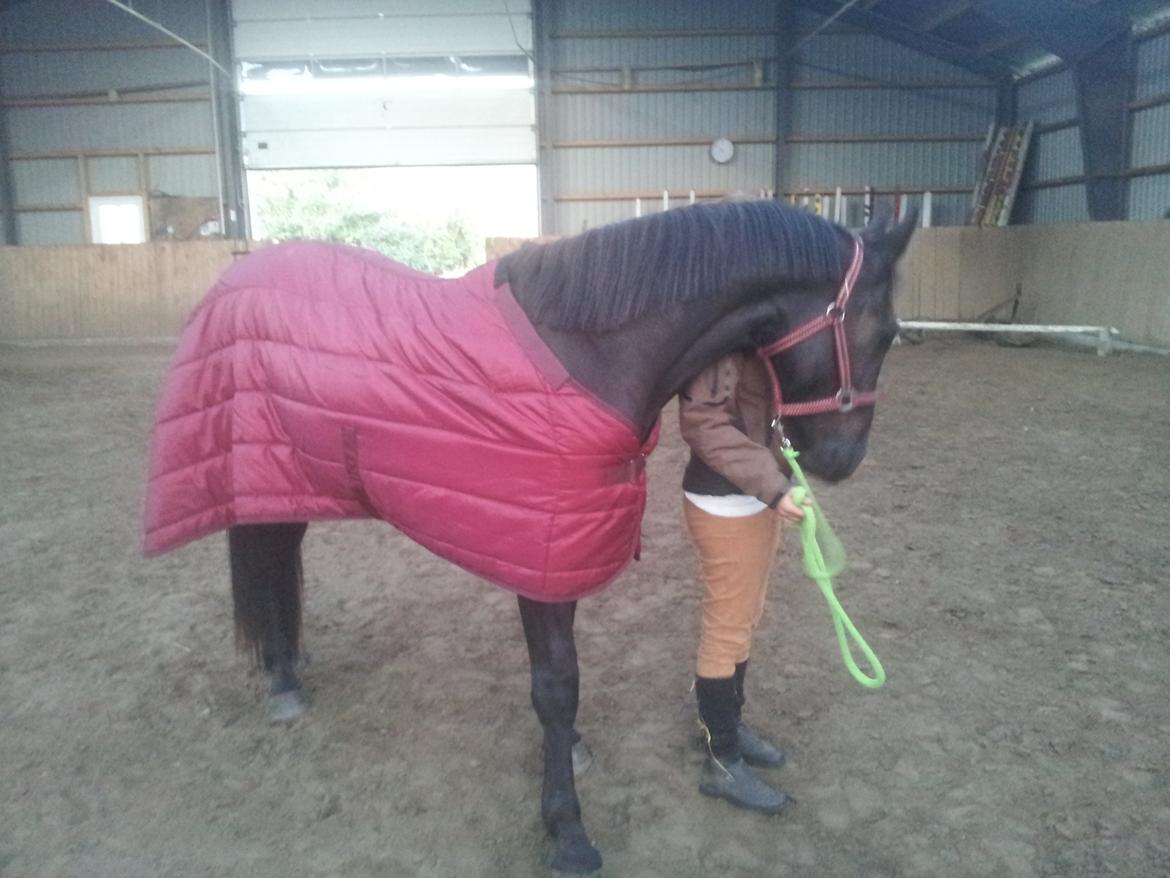 Oldenborg Lille bror ( Diablo) billede 8