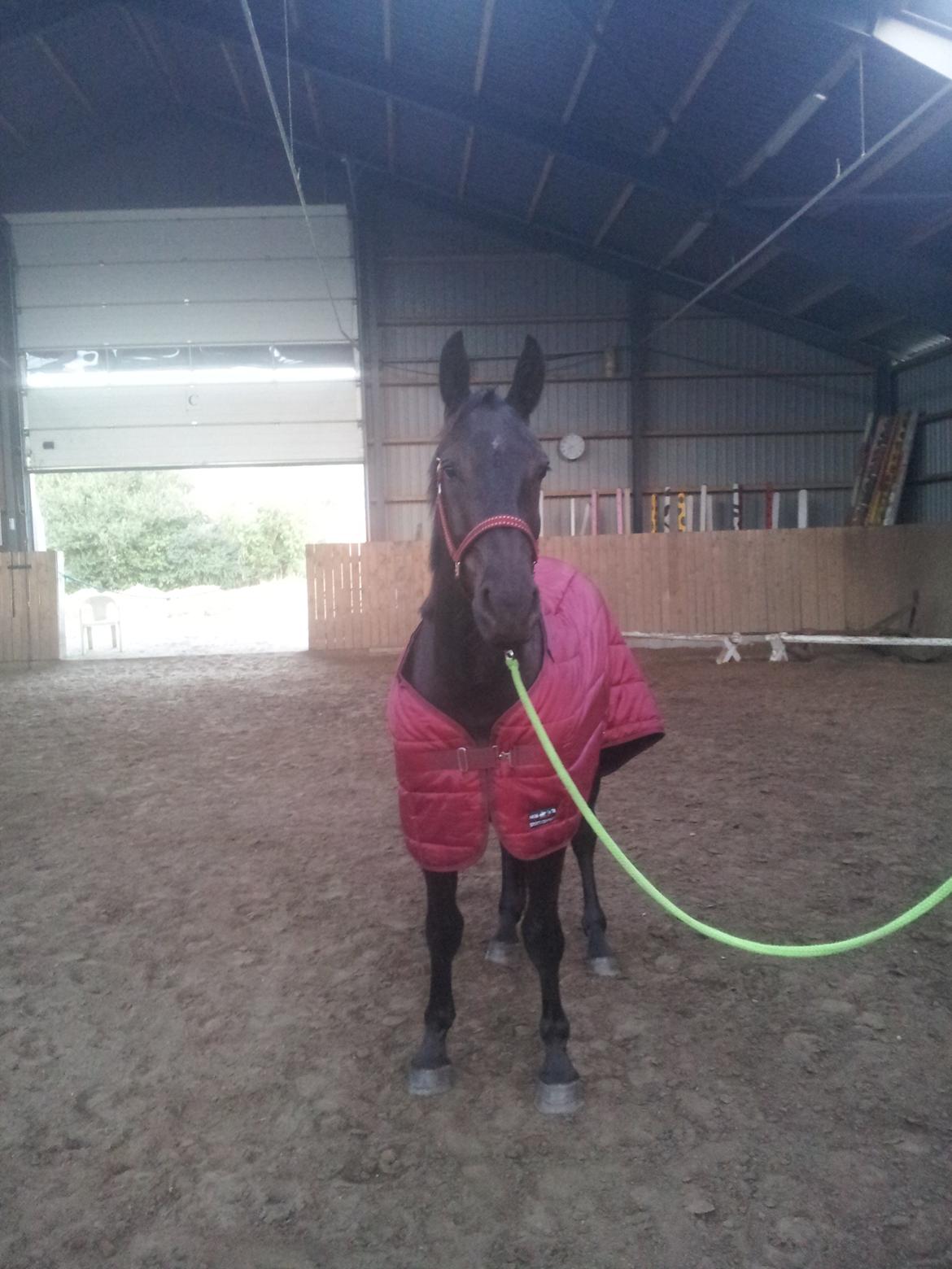 Oldenborg Lille bror ( Diablo) billede 3