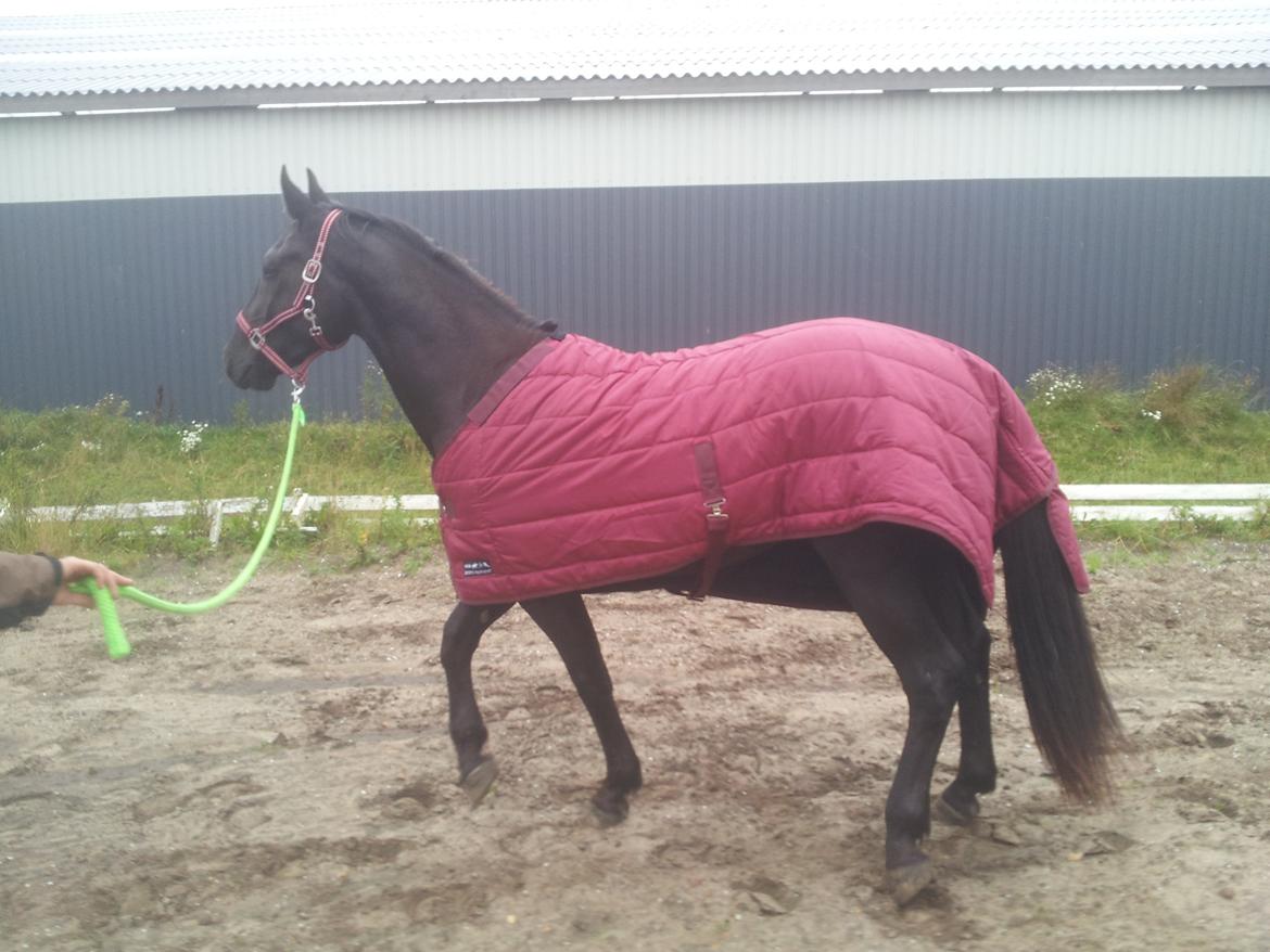 Oldenborg Lille bror ( Diablo) billede 9