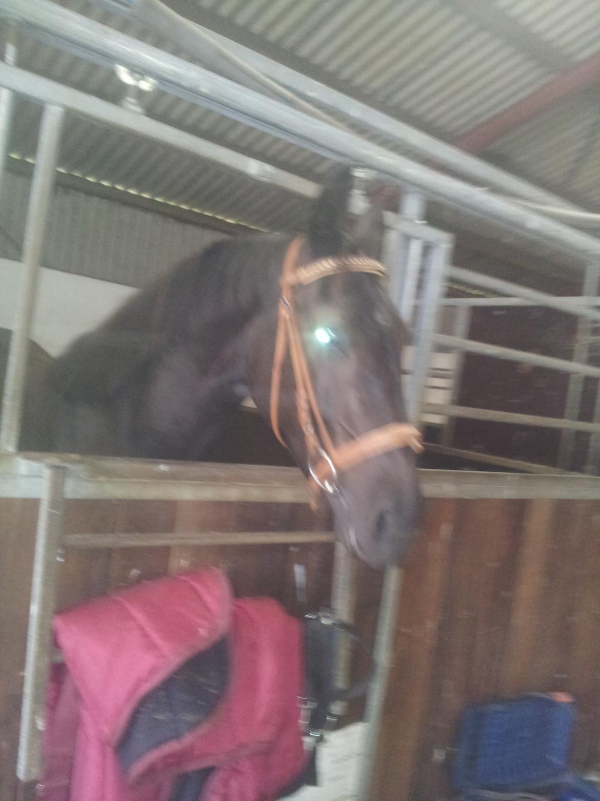 Oldenborg Lille bror ( Diablo) billede 2