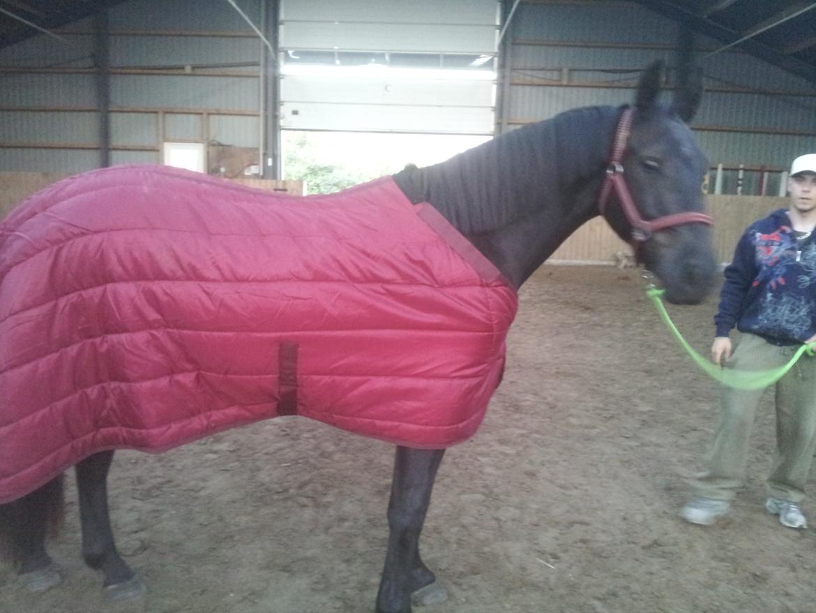 Oldenborg Lille bror ( Diablo) billede 10