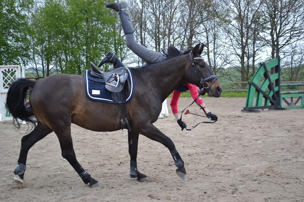Anden særlig race Haahr's Cassio (Tidl. Lånehest) - Når rytteren mister balancen over et spring går det galt ;-) Cassio tog det såå pænt! Søde hester :-)
Foto: JL-FOTO. billede 18