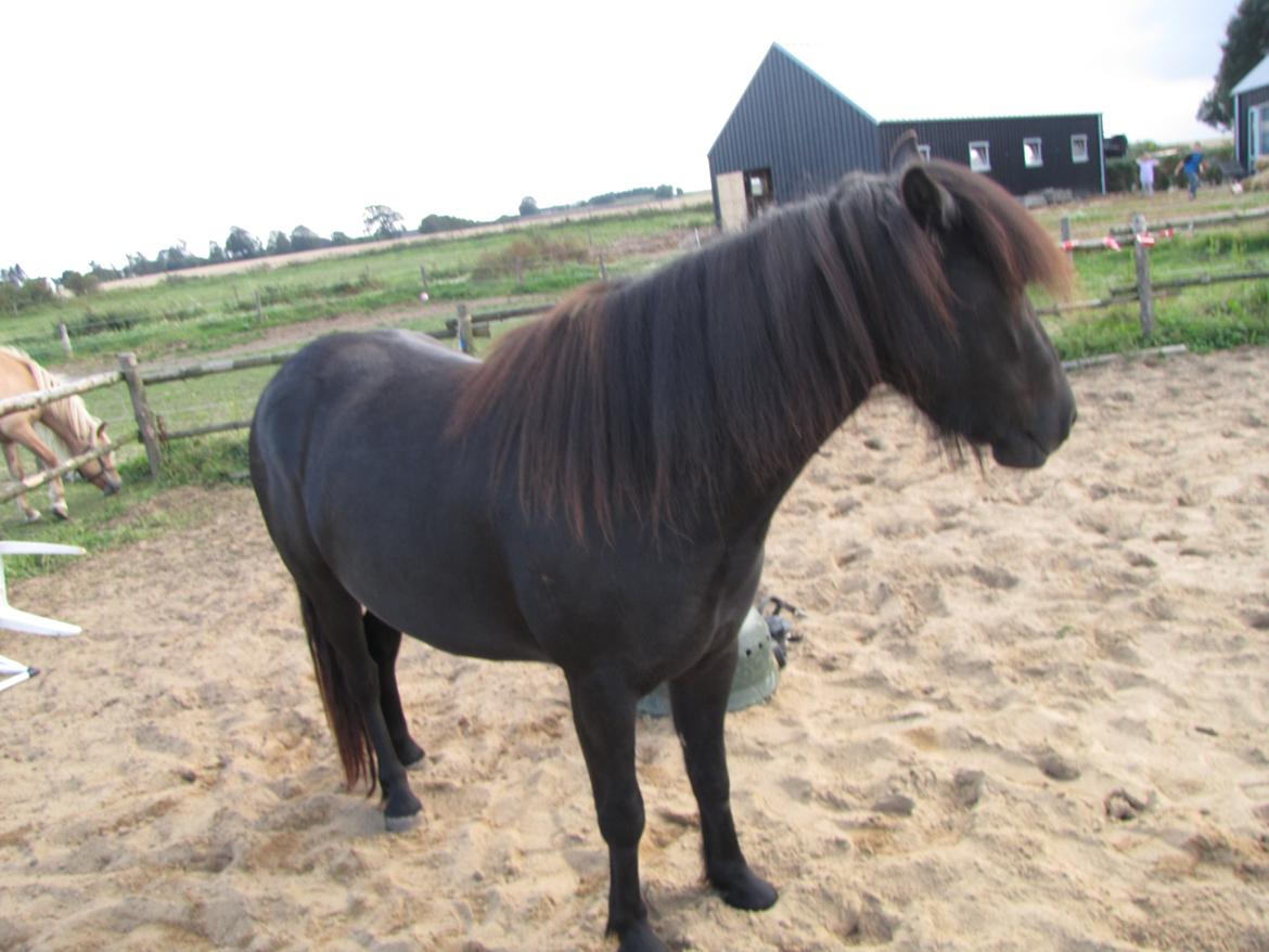 Anden særlig race frida billede 4