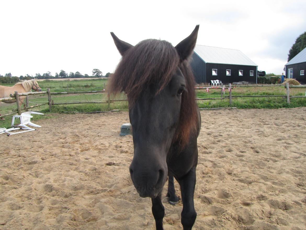 Anden særlig race frida billede 5