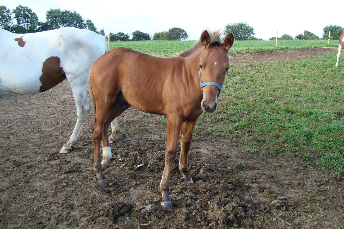 Anden særlig race Royal z`s Fighter billede 1