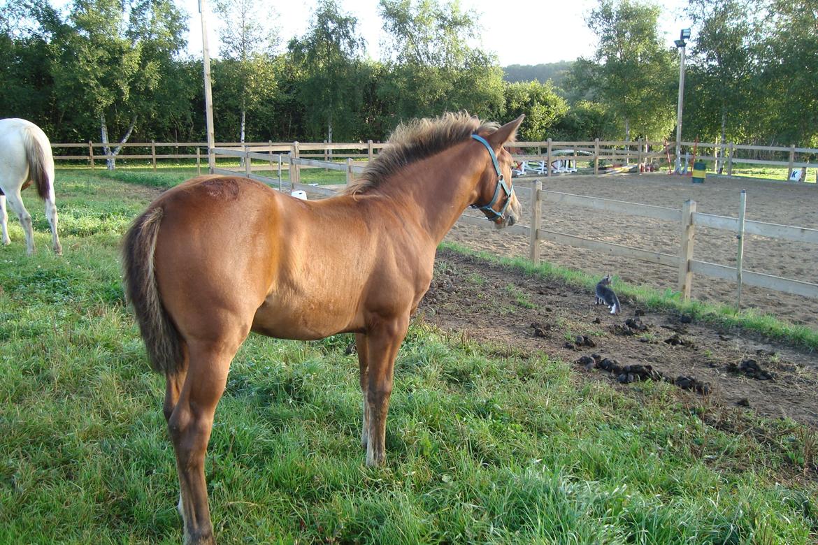 Anden særlig race Royal z`s Fighter billede 2