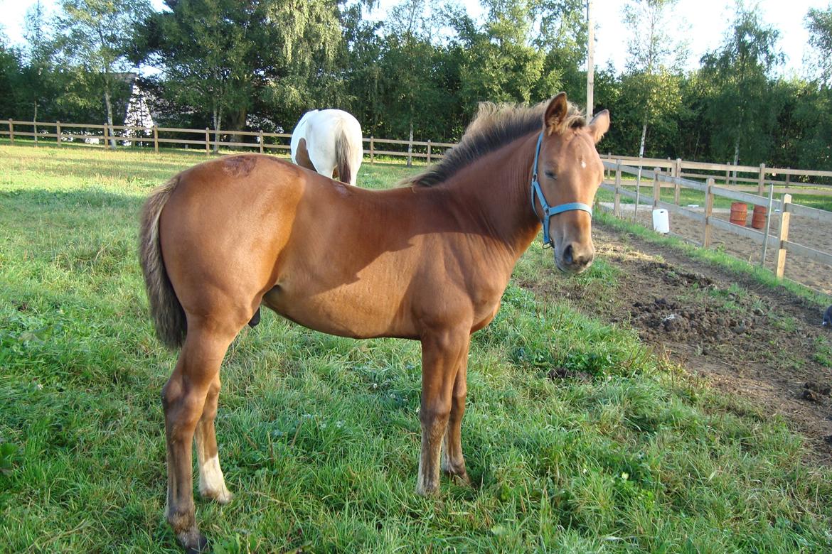 Anden særlig race Royal z`s Fighter billede 3