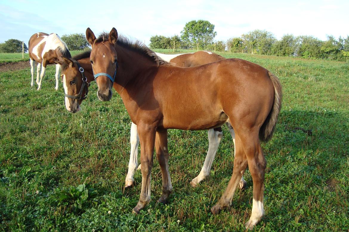 Anden særlig race Royal z`s Fighter billede 4