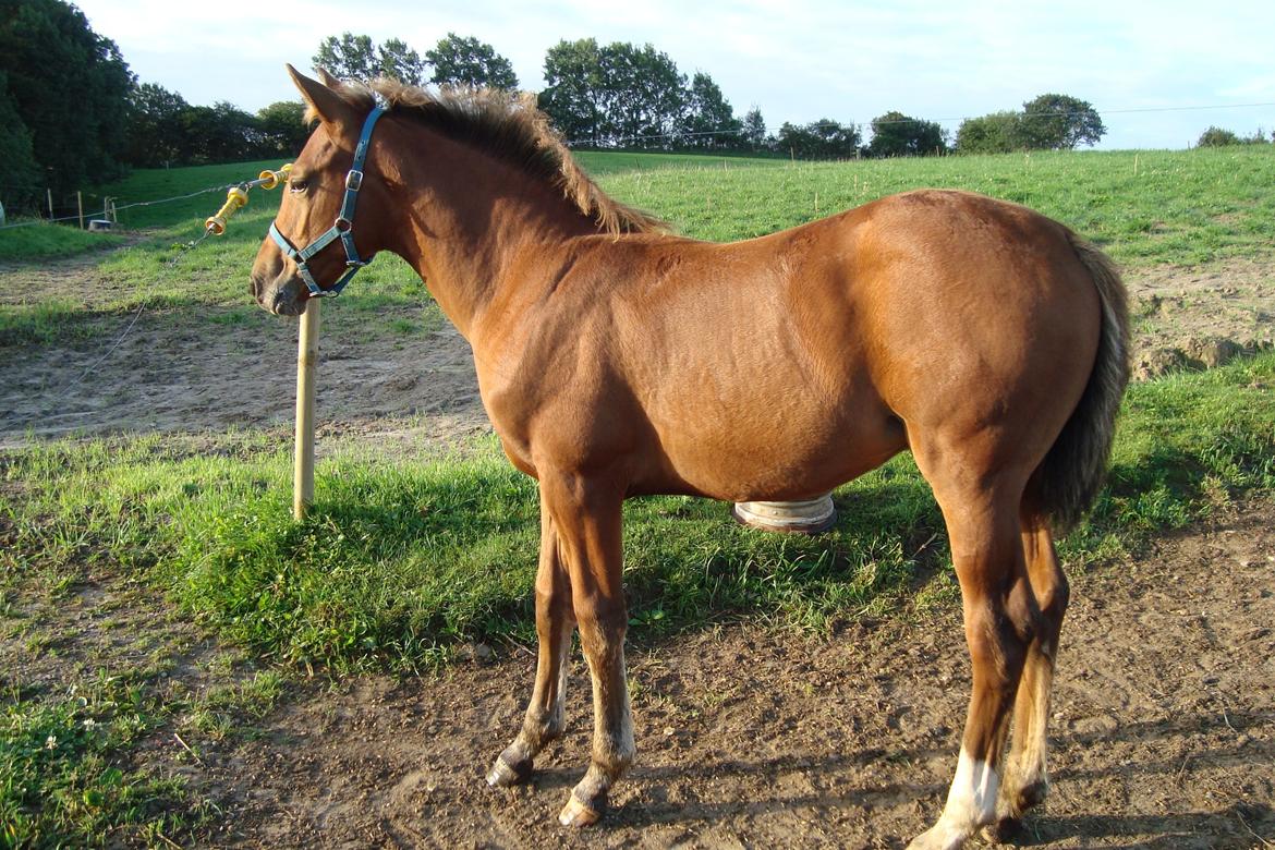 Anden særlig race Royal z`s Fighter billede 5