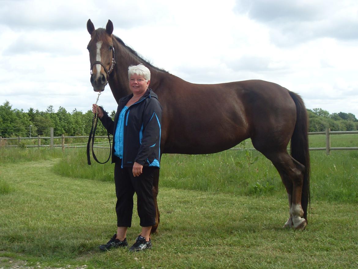 Dansk Varmblod Hoeck's Shakira - Kira sommergræs juli 2012 billede 6