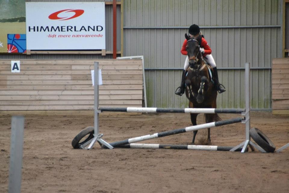 Anden særlig race Lundgaards Mulan SOLGT - LC cup-klasse fase 2, 2. stævne :-) billede 4