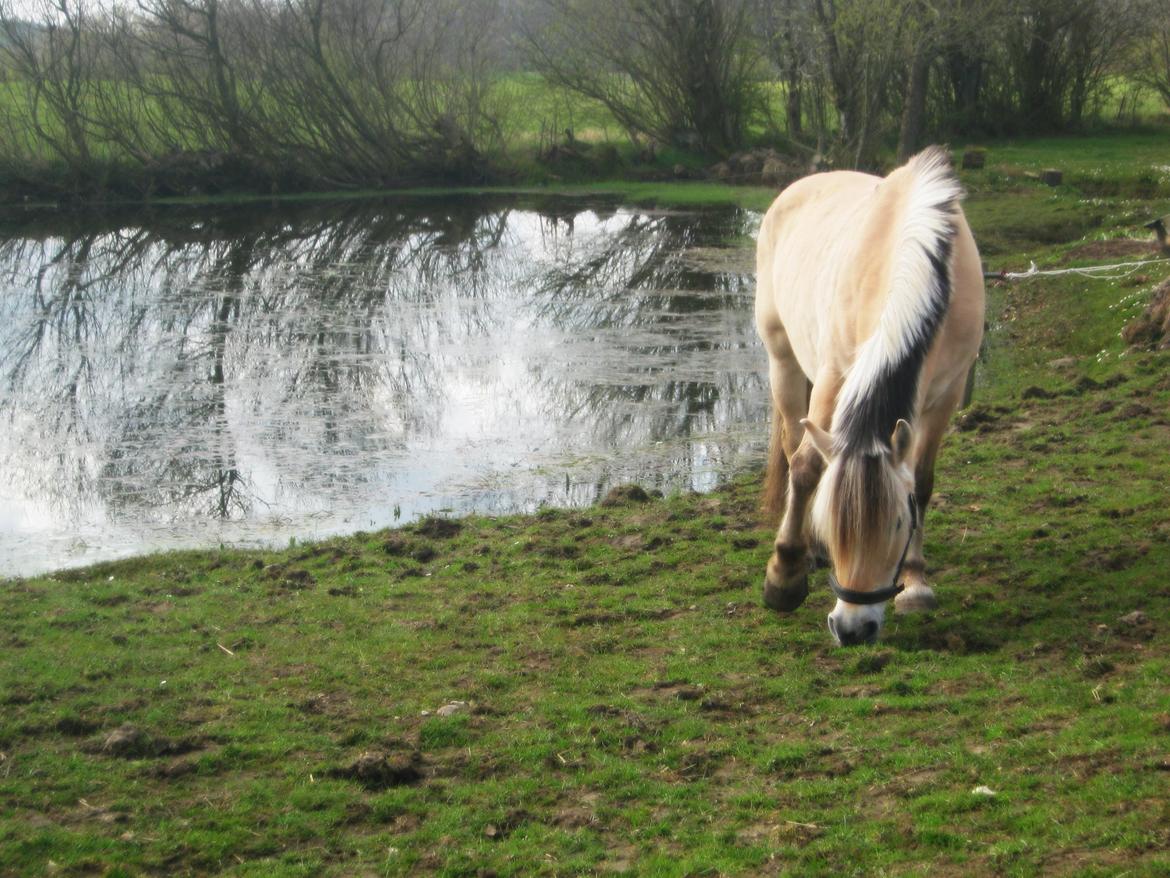 Fjordhest Vennely's Emma billede 11