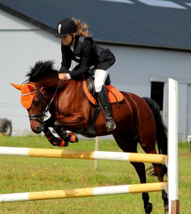 Welsh Partbred (Sec F) Amigo Citrus - Foto: Maria Galmstrup. billede 15