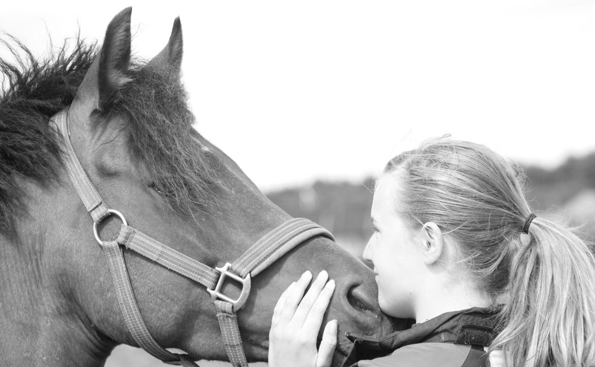 Welsh Partbred (Sec F) Amigo Citrus - Du betyder mere end du aner! billede 11