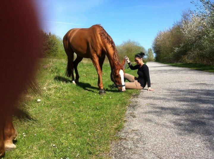 Dansk Varmblod Wenezia (Tulle) R.I.P billede 18