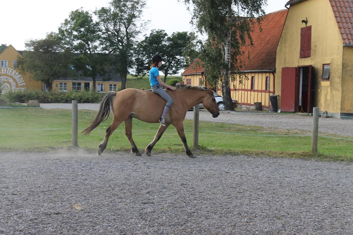 Anden særlig race Gaston *my soulmate*slogt - Linjedag med  Mia Lykke Nielsen red uden udstyr en meget store oplevelse der altid vil side fast billede 7