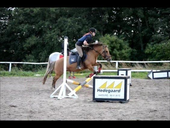 Anden særlig race Flicka RDH billede 1