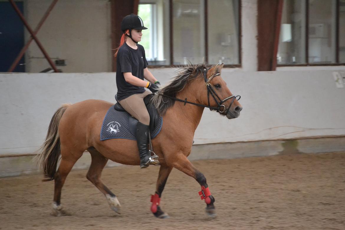 Anden særlig race Flicka RDH billede 2