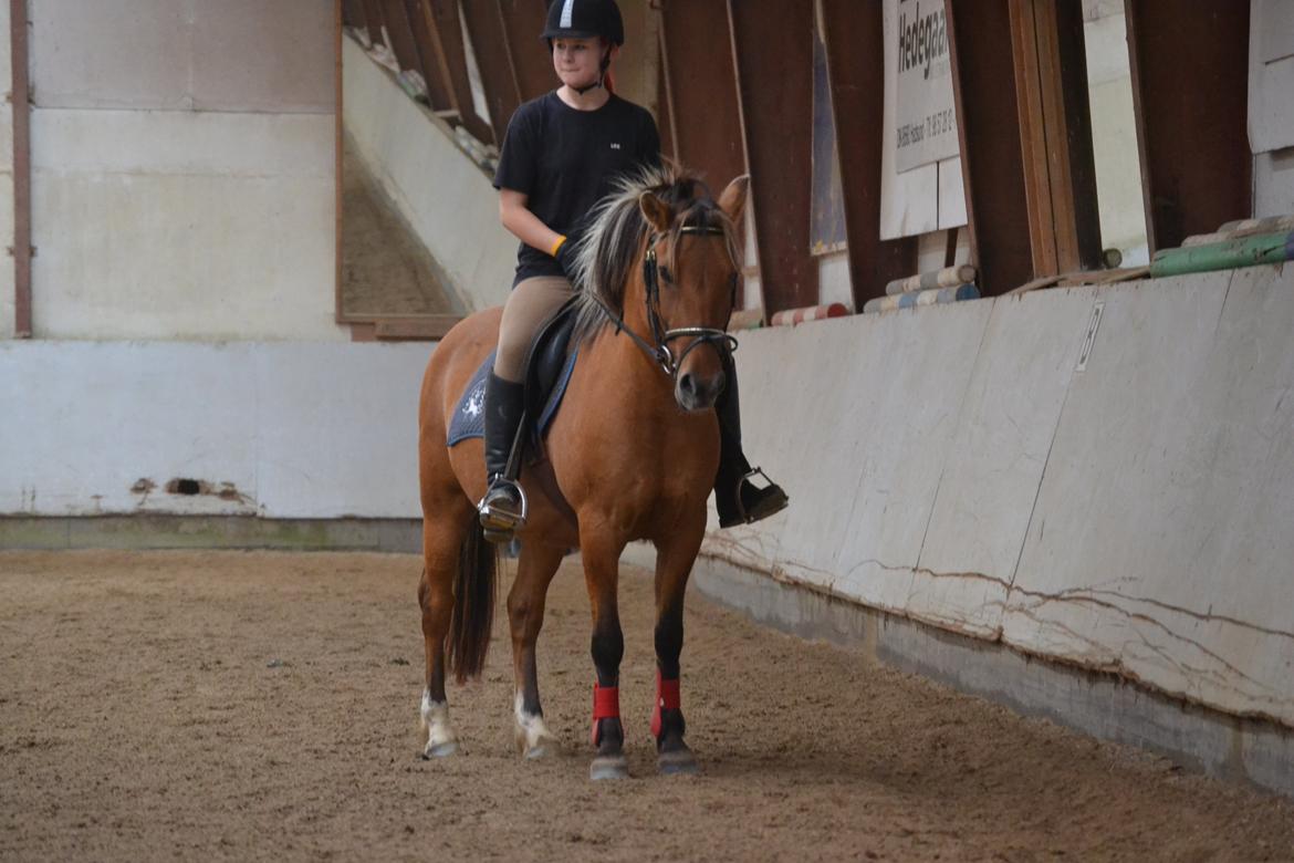 Anden særlig race Flicka RDH billede 3