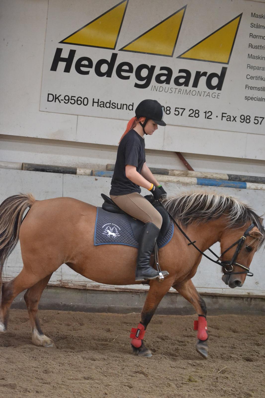 Anden særlig race Flicka RDH billede 4