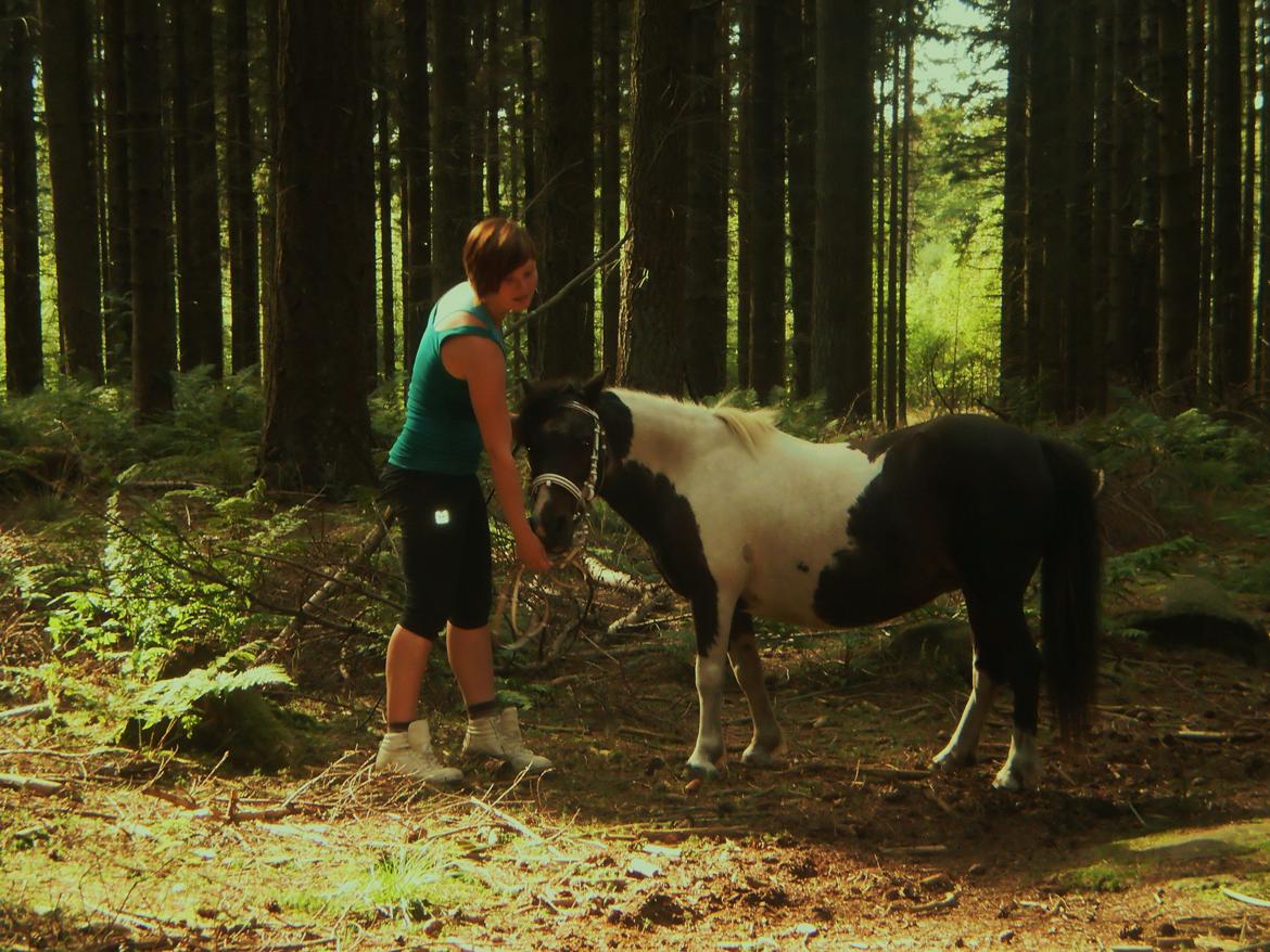 Shetlænder Karoline (Pony) - Træner mønstring. Opstilling og et lille stykke gulerod til pony. 2012 billede 12