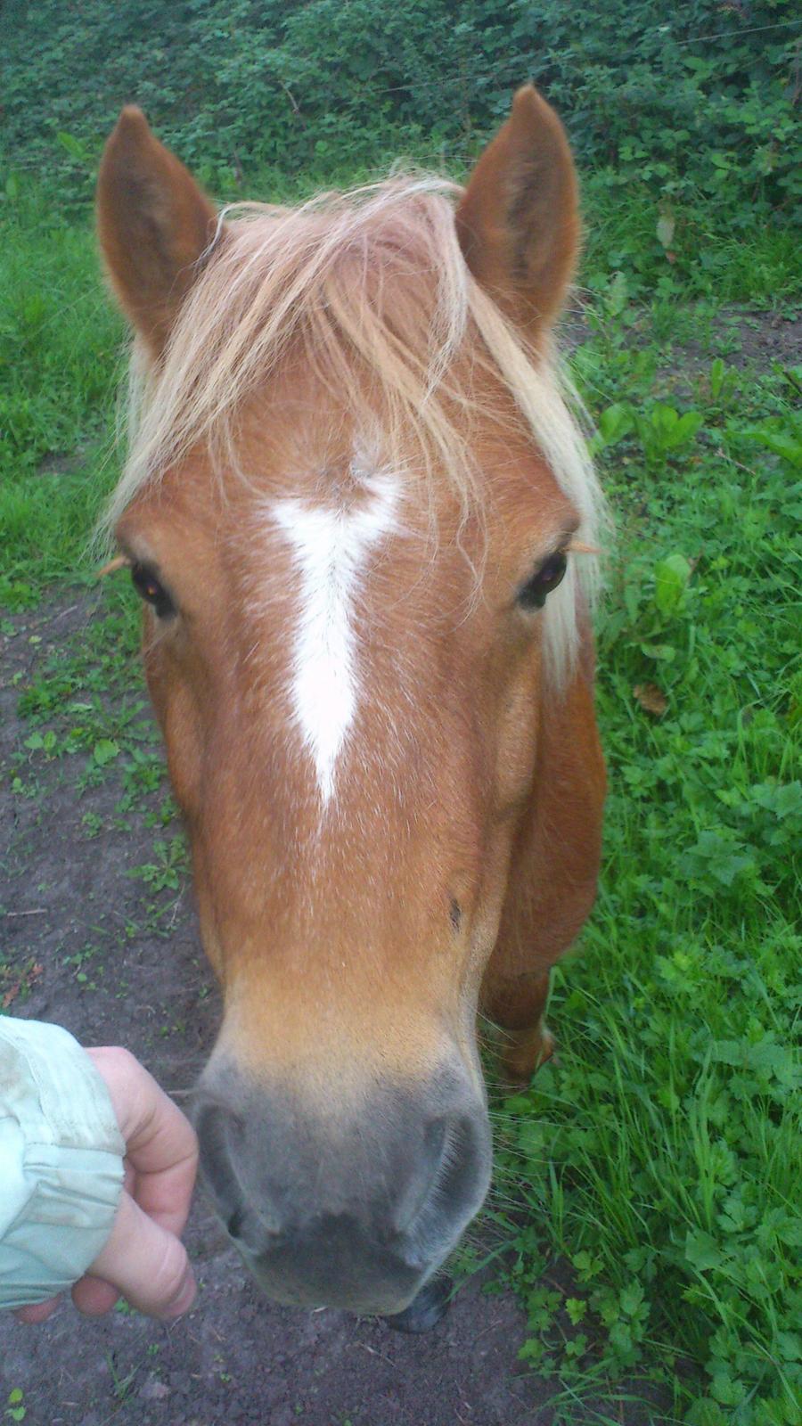 Shetlænder Alf billede 5
