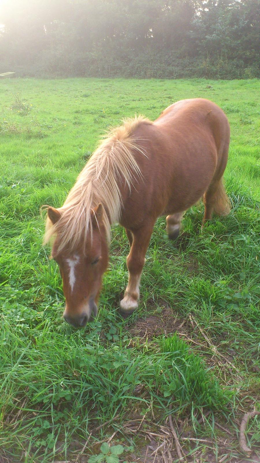 Shetlænder Alf billede 6