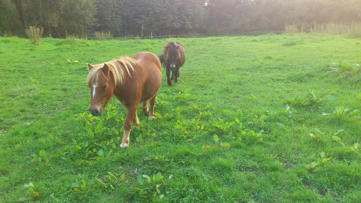 Shetlænder Alf billede 7