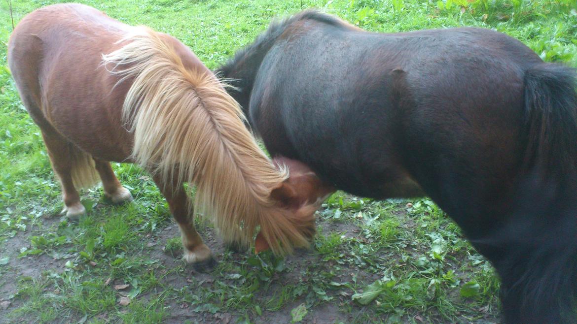 Shetlænder Alf billede 8