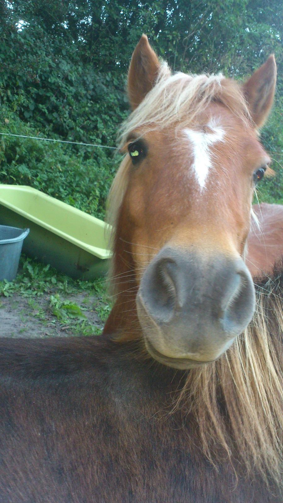 Shetlænder Alf billede 9