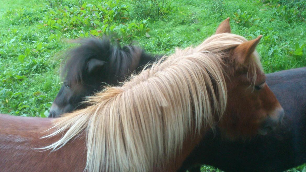 Shetlænder Alf billede 10