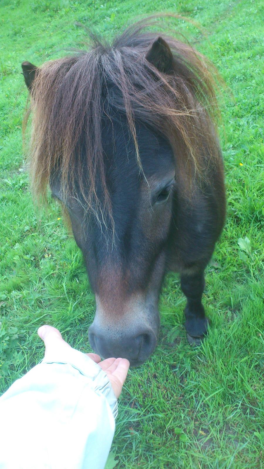 Shetlænder Lukas billede 3