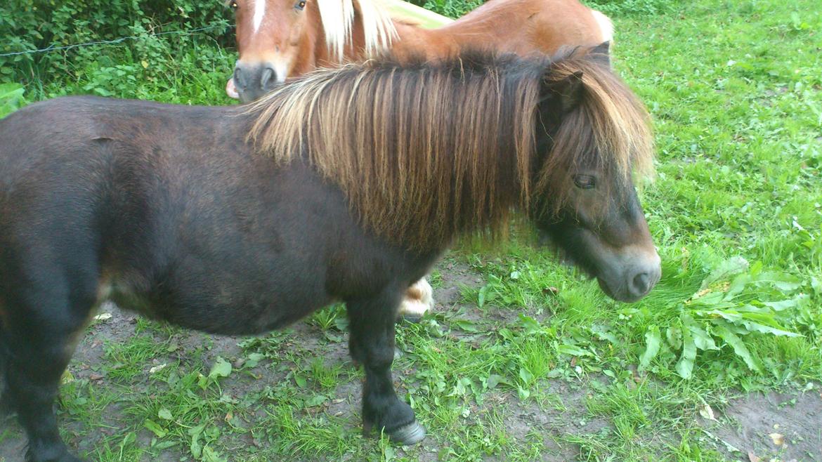 Shetlænder Lukas billede 4