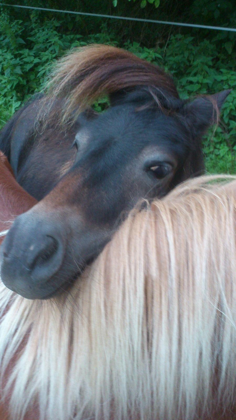 Shetlænder Lukas billede 2