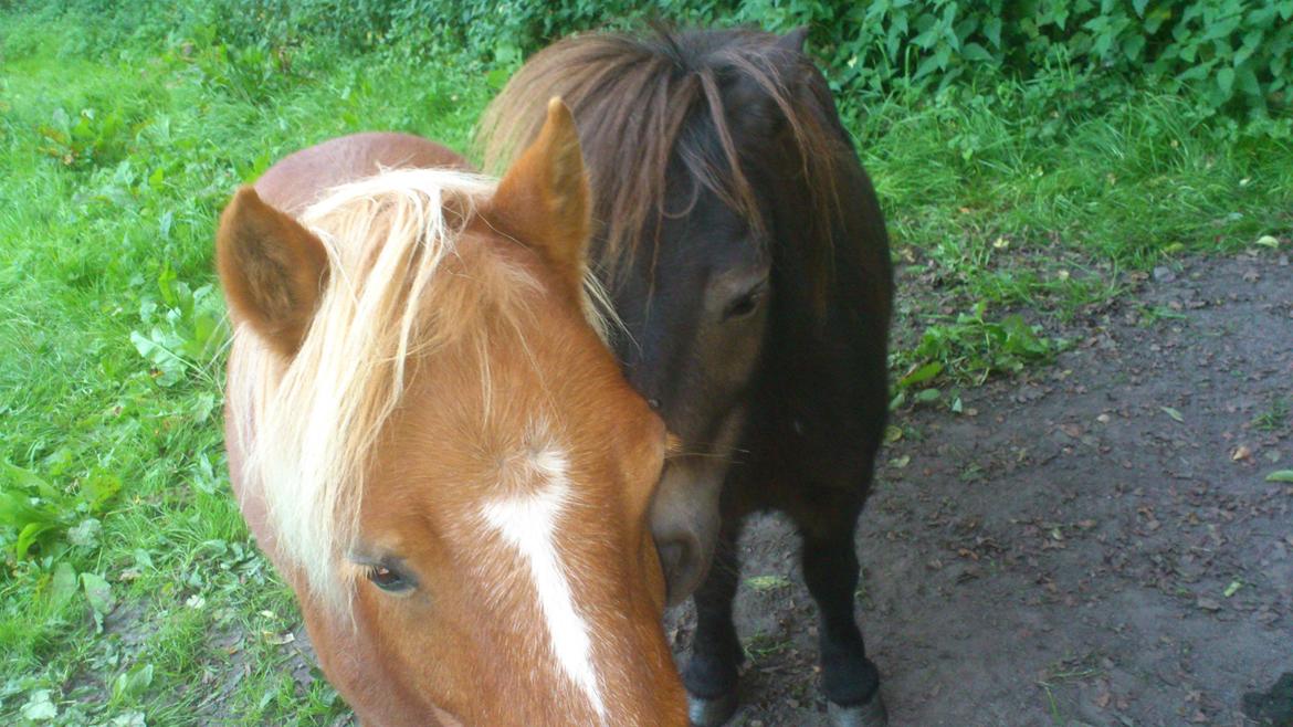 Shetlænder Lukas billede 5