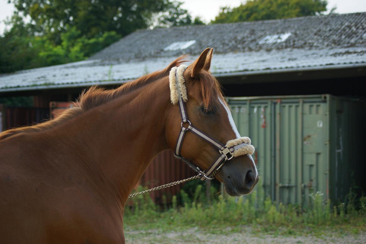 Fuldblod (XX) Cosco XX billede 3