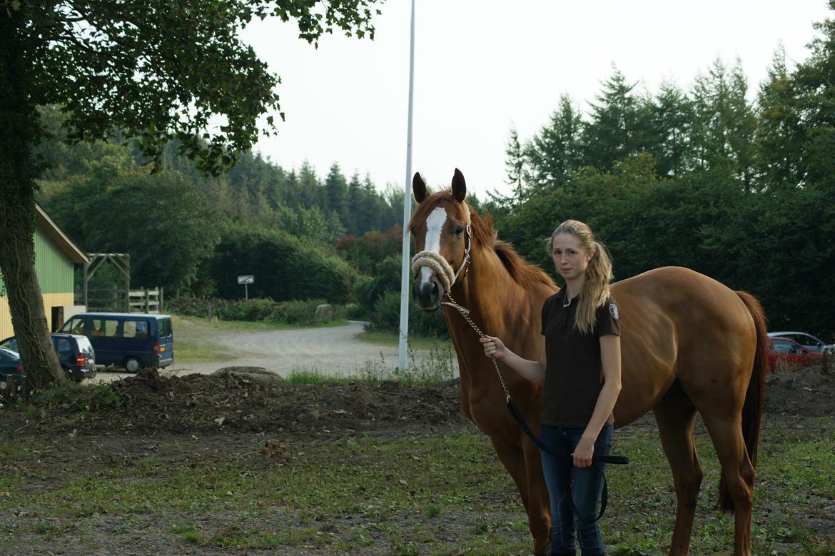 Fuldblod (XX) Cosco XX billede 5