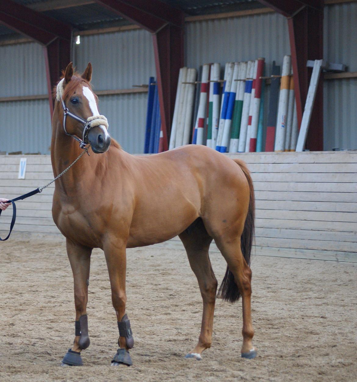 Fuldblod (XX) Cosco XX - Mit nye eventyr! Håber i synes om ham! :-) billede 1