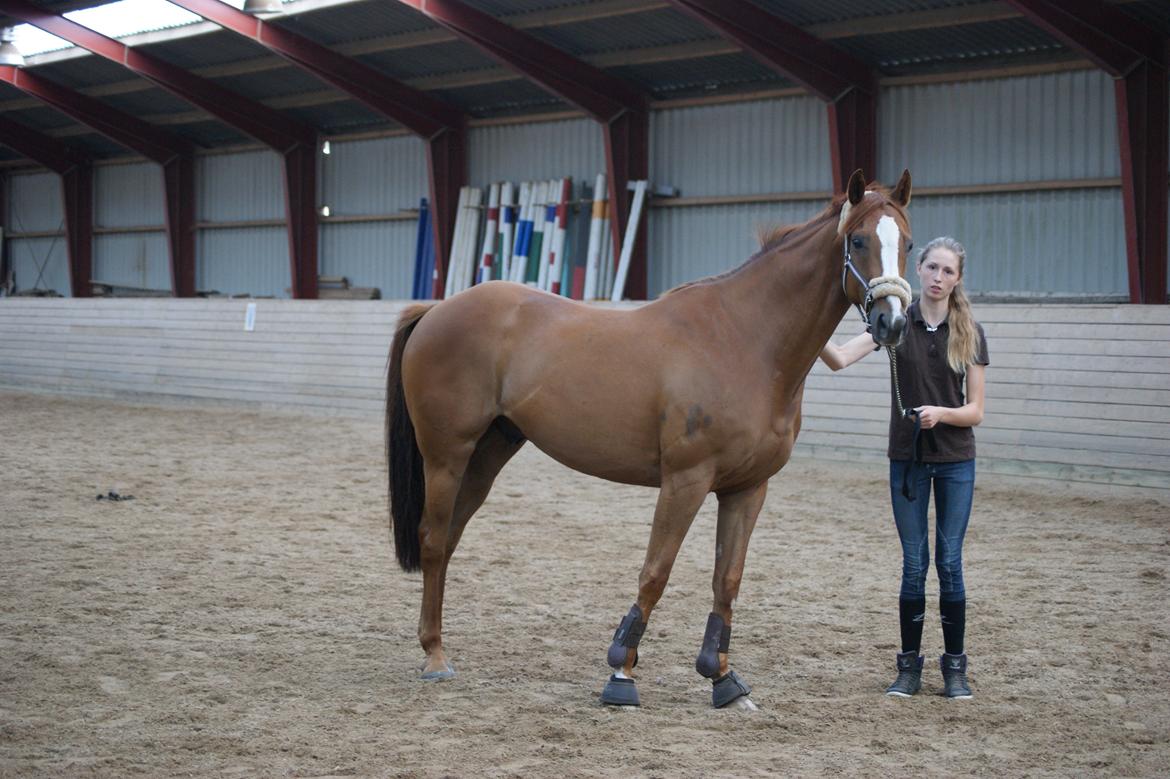 Fuldblod (XX) Cosco XX billede 10