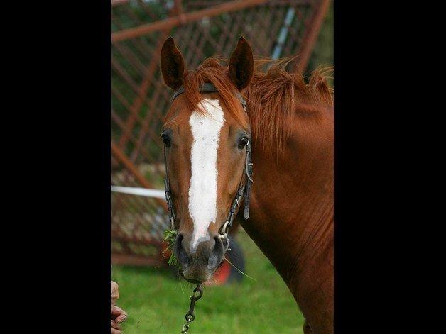 Fuldblod (XX) Cosco XX - Taget af: Sorte Perler billede 13