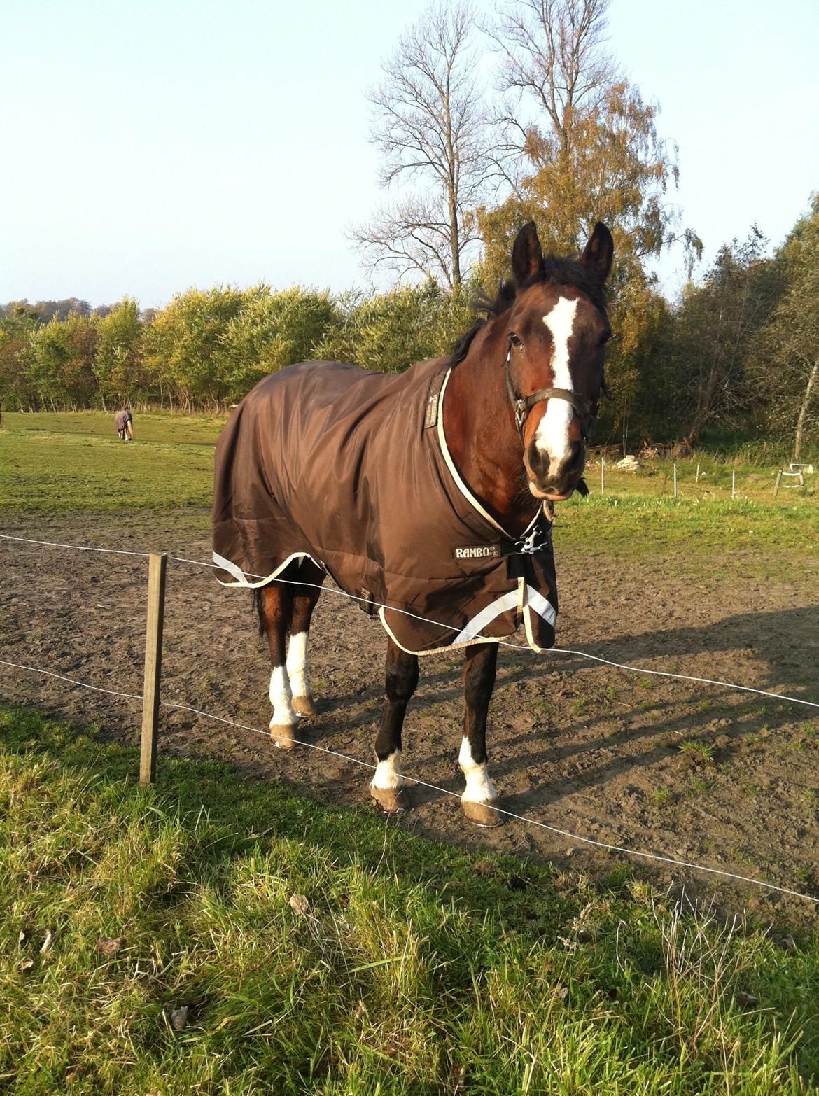 Hollandsk Varmblod Ricorde billede 2
